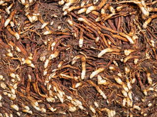 Pattern of Roots Spreading on The Ground