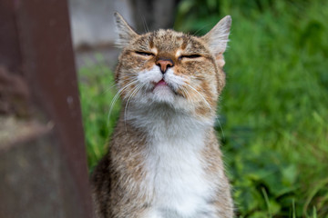 Feral tabby cat smelling the air