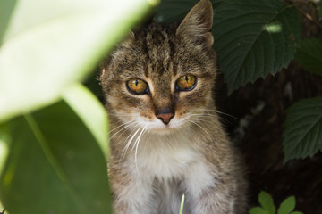 Feral tabby cat hiding behind leaves