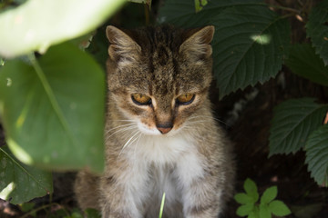 Naklejka na ściany i meble Feral tabby cat hiding in bushes