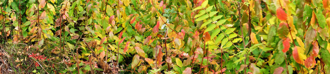 panorama of Autumn coloured leaves