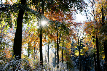 Wintereinbruch im Herbstwald, der erste Schnee bedeckt die noch bunten Blätter