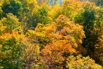 Fototapeta premium golden leaves on trees in a wood in the autumn