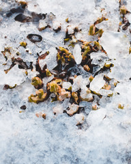 sprießende Pflanze im Eis 