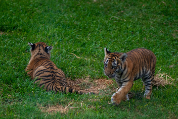 tiger cub playing in the jungle