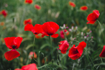 poppy field of red poppies