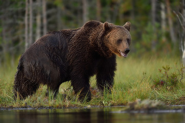 Fototapeta na wymiar brown bear at summer taiga
