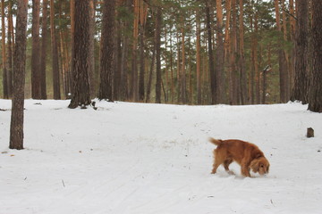 A red spaniel walks through a snowy winter forest