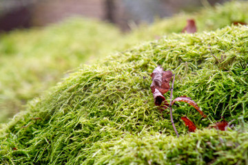 leaf on moss