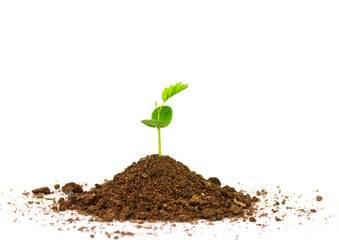 Green sprout growing out from soil isolated on white background