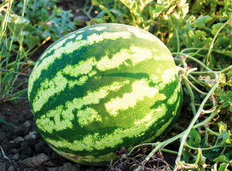 In the field in the open air in the organic soil ripen watermelons