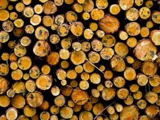 Wood beams as nature background.