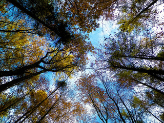 Forest, autumnal trees against blue sky nature background.