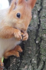  squirrel on a tree, squirrel eating a nut