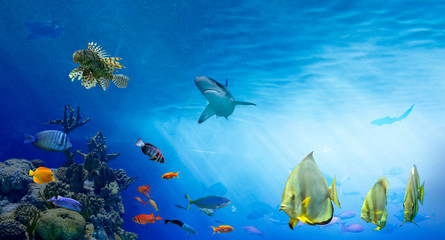 Fototapeta na wymiar Underwater sea world. Life in the coral reef. Colorful tropical fish. Ecosystem. 