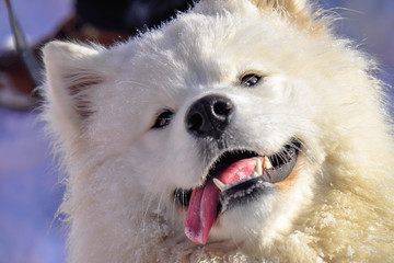 Detail picture of samoyed head. The Samoyed is a breed of large herding dog, from the spitz group. It takes its name from the Samoyedic peoples of Siberia. Winter freezing weather. 