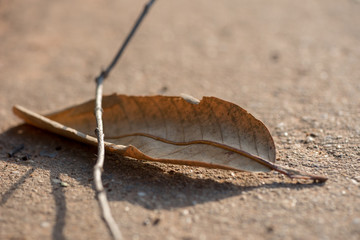 The beautiful light and shadow of dry leaves on the ground.