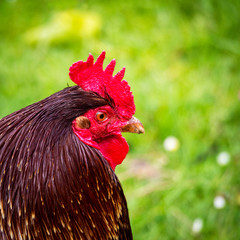 Rooster on a farm