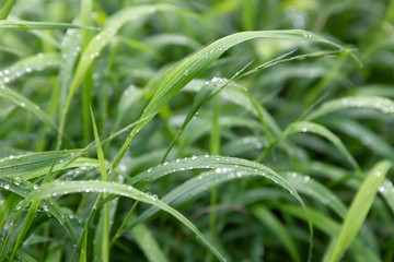Fototapeta na wymiar Water drops on the green grass