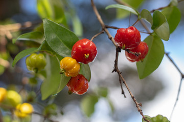 closeup of a branch with fresh pitangas / suriname cherry / brazilian cherry / cayenne cherry and blurred background in a sunny day and blue sky