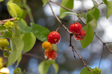 closeup of a branch with fresh pitangas / suriname cherry / brazilian cherry / cayenne cherry and...