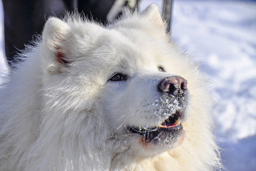 Obraz premium Detail picture of samoyed head. The Samoyed is a breed of large herding dog, from the spitz group. It takes its name from the Samoyedic peoples of Siberia. Winter freezing weather. 