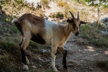 cabra montensa en Ruta del Cares, León, España
