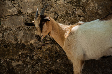 cabra montensa en Ruta del Cares, León, España
