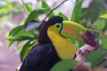 Tucan portrait with forest background