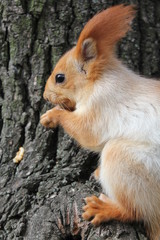 Fototapeta premium squirrel on a tree, squirrel eating a nut