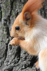  squirrel on a tree, squirrel eating a nut