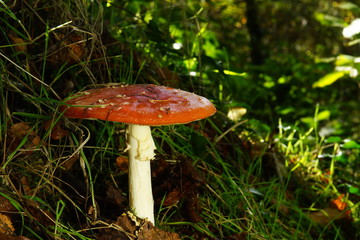 Amanite tue-mouches