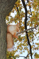  squirrel on a tree, squirrel eating a nut