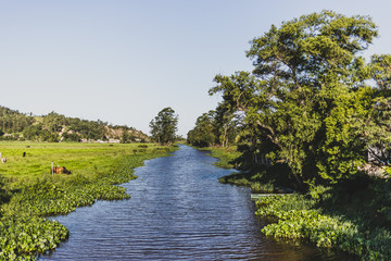 Fototapeta premium river in the forest