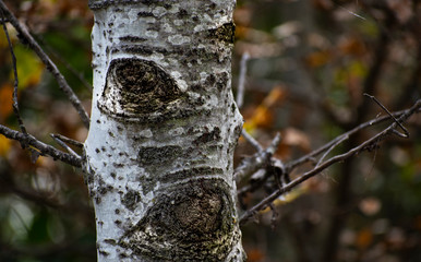 Álamo plateado en invierno