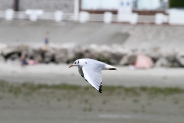 Mouette en vol