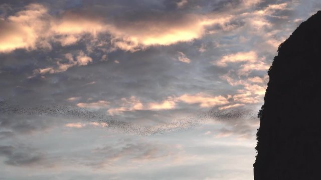 A group of bats are flying out of the cave.