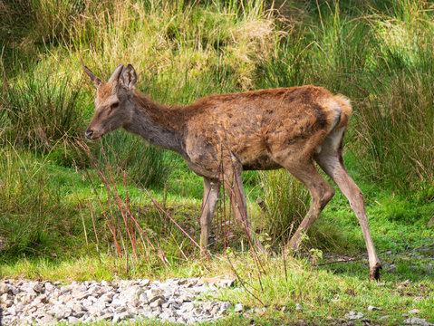 Junger Hirsch