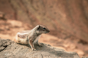 Ardilla pensando en primer plano sobre montaña I