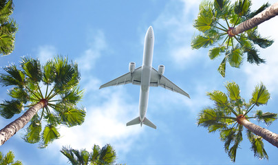 Passenger airplane flying above the tropical palm trees. Bottom view of the aircraft.