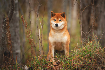 Beautiful and happy shiba inu dog standing in the forest at golden sunset. Adorable Red shiba inu female dog in fall
