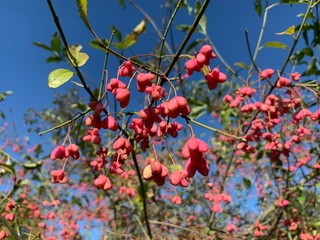 red berries of viburnum on a branch