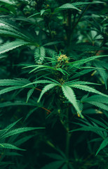 Fruity kush cannabis strain , close-up on blooming bud