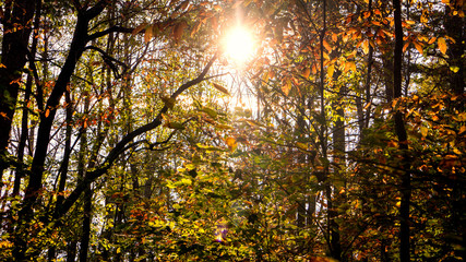 A scenic view of sunlight shining through an autumn forest canopy.