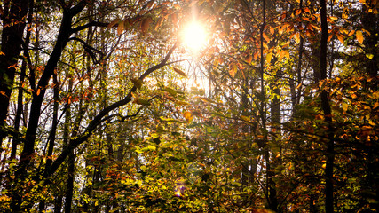 Obraz premium A scenic view of sunlight shining through an autumn forest canopy.