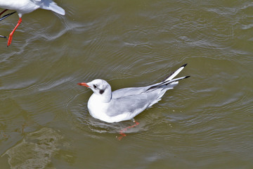 Mouette, nage