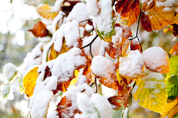 Wintereinbruch im Herbstwald, bunte Blätter der Buche vom ersten Schnee bedeckt
