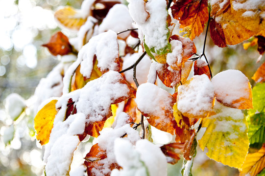 Wintereinbruch im Herbstwald, bunte Blätter der Buche vom ersten Schnee bedeckt