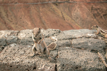 Ardilla Bailando sobre piedra en la montaña