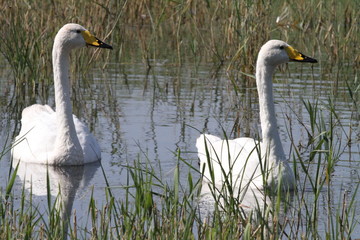 Cygne à bec jaune